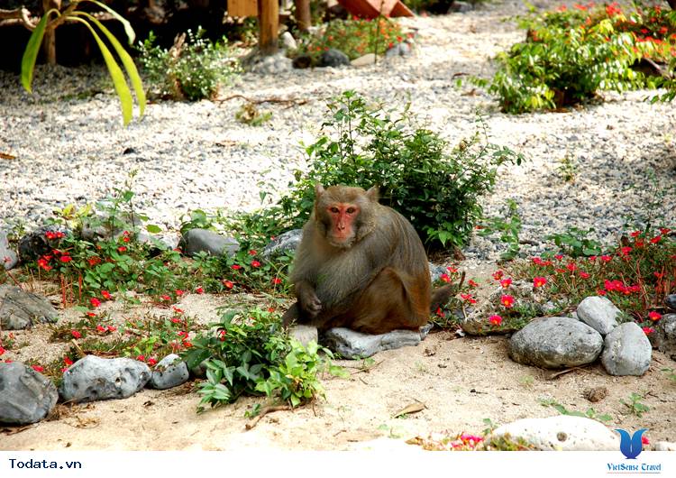 Đảo Khỉ Hình ảnh 10