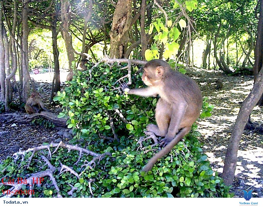 Đảo Khỉ Hình ảnh 9