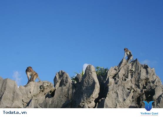 Đảo Khỉ Hình ảnh 2