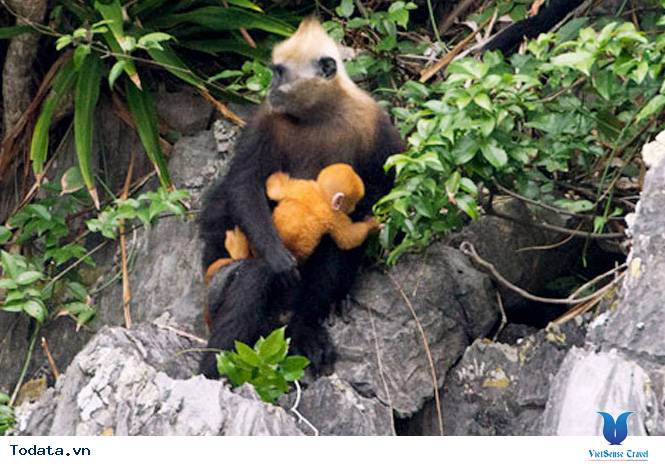 Đảo Khỉ Hình ảnh 1