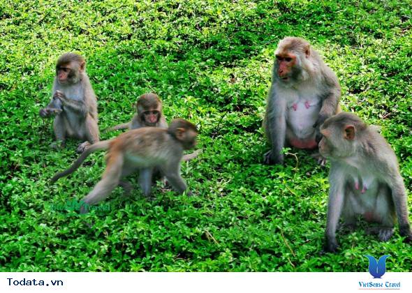 Đảo Khỉ Hình ảnh 7