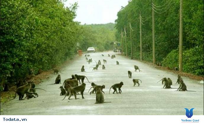 Đảo Khỉ Hình ảnh 11