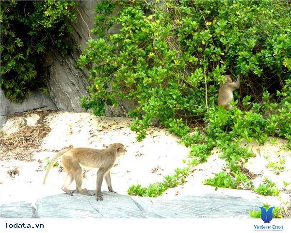 Đảo Khỉ Hình ảnh 5