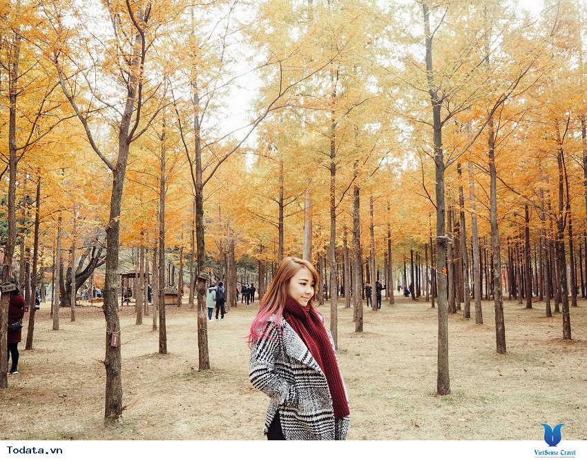 Đảo Nami Xinh Đẹp Hình ảnh 3