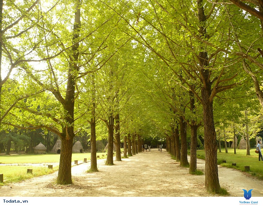 Đảo Nami Xinh Đẹp Hình ảnh 1