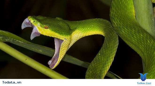 Đến Trại Rắn, thăm loài động vật linh thiêng của người Thái Hình ảnh 2 Đến Trại Rắn, thăm loài động vật linh thiêng của người Thái Hình ảnh 2