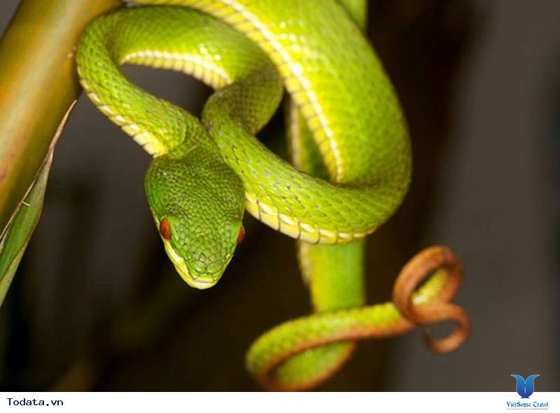 Đến Trại Rắn, thăm loài động vật linh thiêng của người Thái Hình ảnh 1 Đến Trại Rắn, thăm loài động vật linh thiêng của người Thái Hình ảnh 1