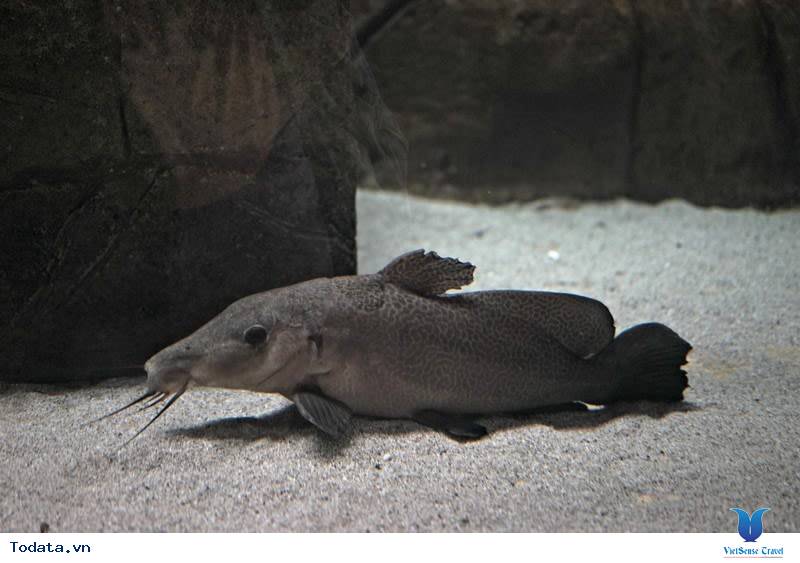 Điều thú vị ở Singapore Zoo Hình ảnh 1 Điều thú vị ở Singapore Zoo Hình ảnh 1