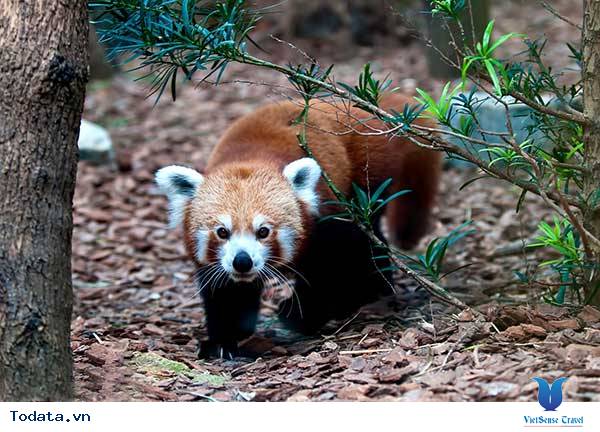 Điều thú vị ở Singapore Zoo Hình ảnh 3 Điều thú vị ở Singapore Zoo Hình ảnh 3