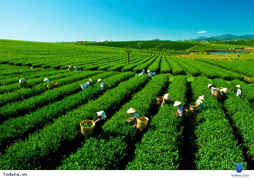 Đồi Chè Ở Mộc Châu Hình ảnh 1