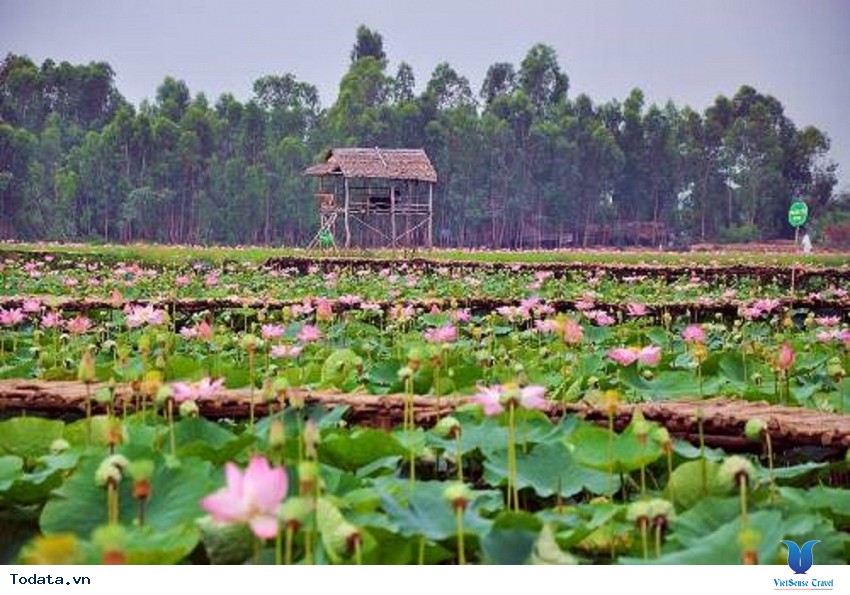 Đồng Tháp – “Lãnh thổ của sen hồng” Hình ảnh 1