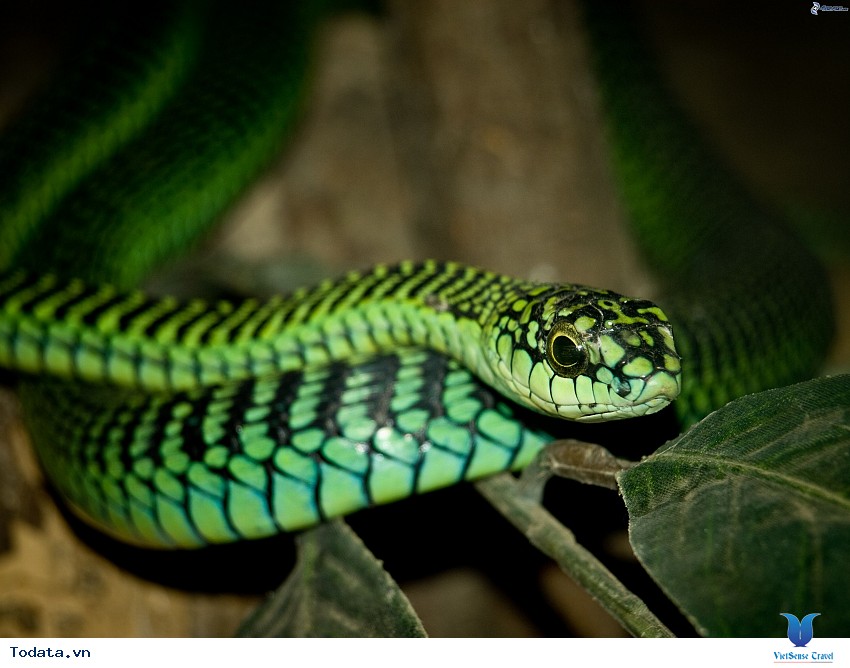 Du khách biết thêm điều gì khi tham quan Trại Rắn Hình ảnh 3