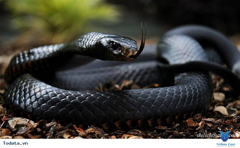 Du khách biết thêm điều gì khi tham quan Trại Rắn Hình ảnh 2