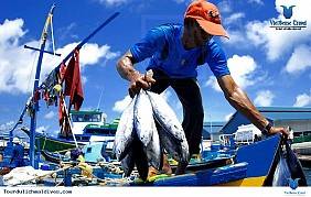 Du lịch tham quan chợ cá Male Hình ảnh 1 Du lịch tham quan chợ cá Male Hình ảnh 1