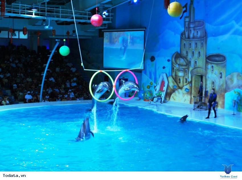 Dubai Dolphinarium- Điểm Tham Quan Hào Nhoáng Ở Dubai Hình ảnh 3