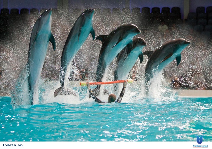 Dubai Dolphinarium- Điểm Tham Quan Hào Nhoáng Ở Dubai Hình ảnh 1
