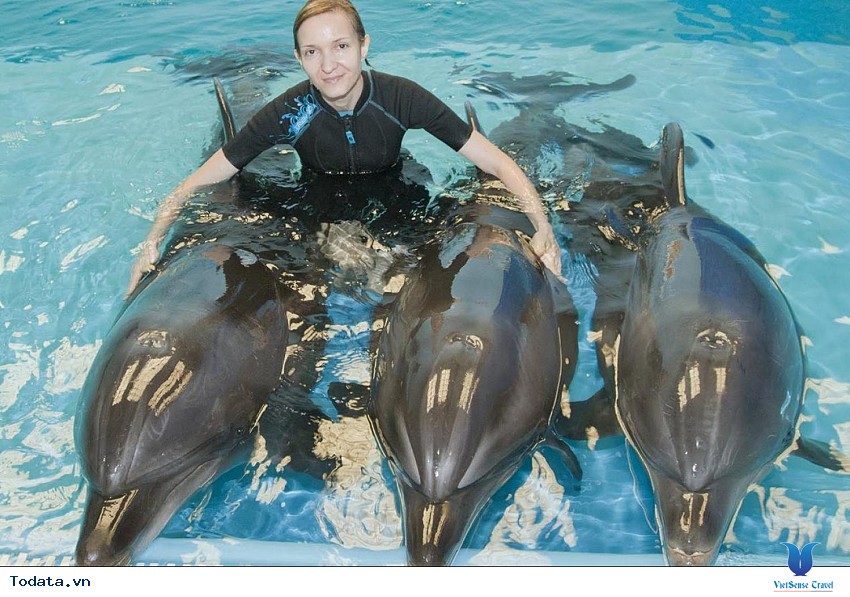 Dubai Dolphinarium- Điểm Tham Quan Hào Nhoáng Ở Dubai Hình ảnh 4