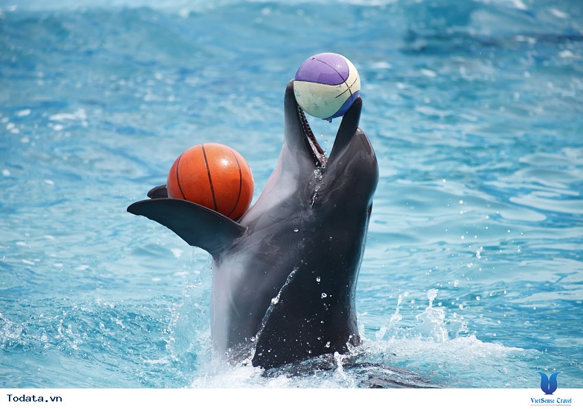 Dubai Dolphinarium Hình ảnh 2