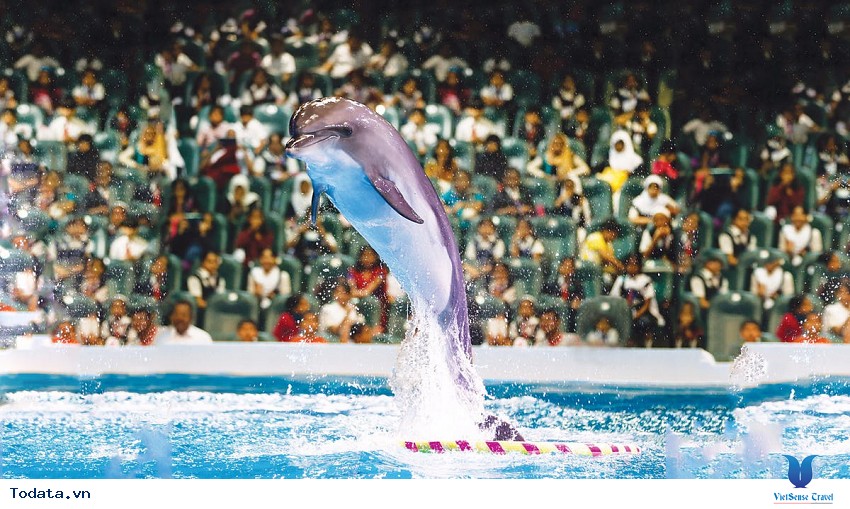 Dubai Dolphinarium Hình ảnh 3