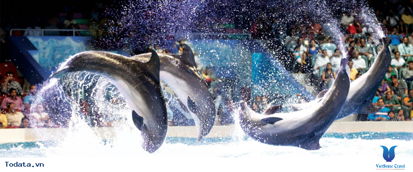 Dubai Dolphinarium Hình ảnh 5