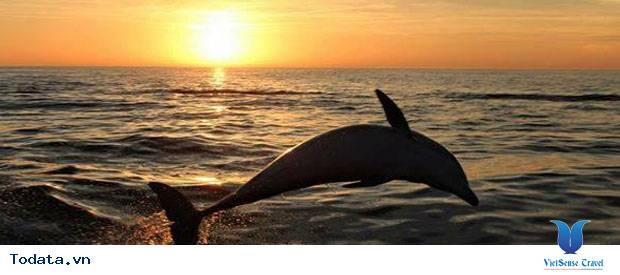 Hành Trình Sunset Dolphin Cruise Hình ảnh 3 Hành Trình Sunset Dolphin Cruise Hình ảnh 3