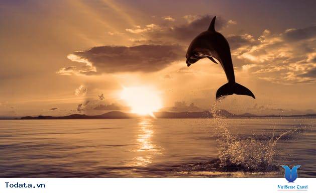 Hành Trình Sunset Dolphin Cruise Hình ảnh 1 Hành Trình Sunset Dolphin Cruise Hình ảnh 1