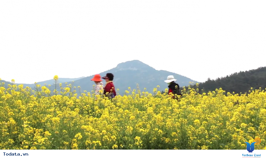 Hình ảnh thực tế chuyến đi đến Cheongsando Hàn Quốc Hình ảnh 4