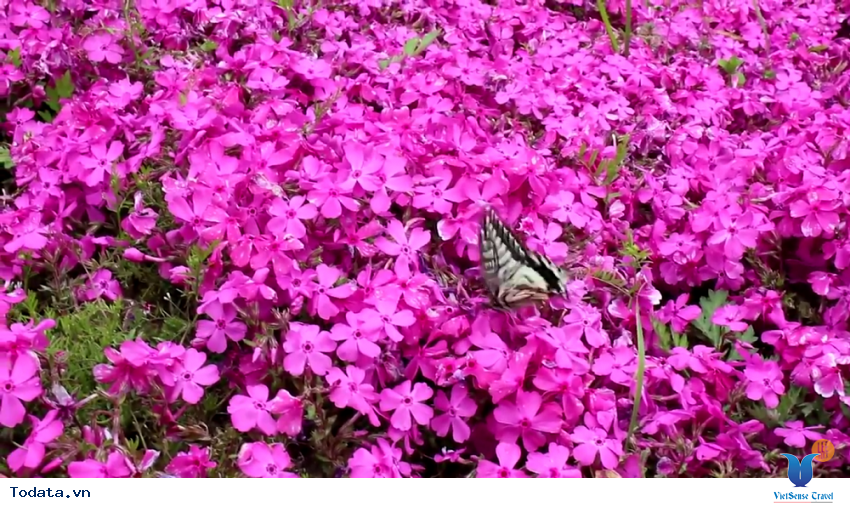 Hình ảnh thực tế chuyến đi đến Cheongsando Hàn Quốc Hình ảnh 10