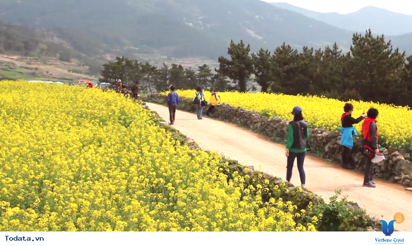 Hình ảnh thực tế chuyến đi đến Cheongsando Hàn Quốc Hình ảnh 7