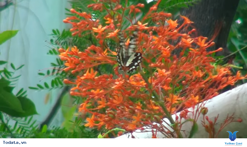 Hình ảnh vườn bướm Butterfly Garden ở Thái Lan Hình ảnh 6 Hình ảnh vườn bướm Butterfly Garden ở Thái Lan Hình ảnh 6