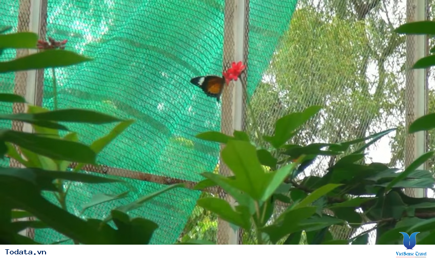 Hình ảnh vườn bướm Butterfly Garden ở Thái Lan Hình ảnh 5 Hình ảnh vườn bướm Butterfly Garden ở Thái Lan Hình ảnh 5