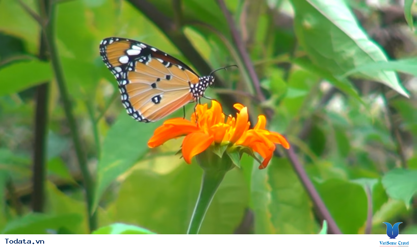 Hình ảnh vườn bướm Butterfly Garden ở Thái Lan Hình ảnh 14 Hình ảnh vườn bướm Butterfly Garden ở Thái Lan Hình ảnh 14