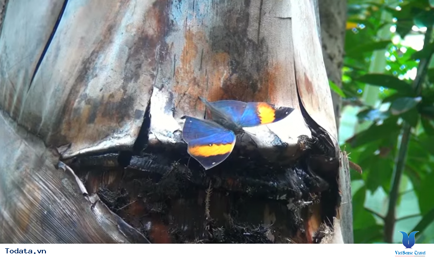 Hình ảnh vườn bướm Butterfly Garden ở Thái Lan Hình ảnh 19 Hình ảnh vườn bướm Butterfly Garden ở Thái Lan Hình ảnh 19