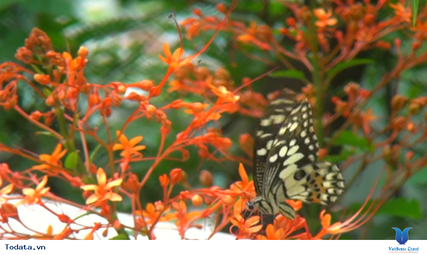 Hình ảnh vườn bướm Butterfly Garden ở Thái Lan Hình ảnh 21 Hình ảnh vườn bướm Butterfly Garden ở Thái Lan Hình ảnh 21
