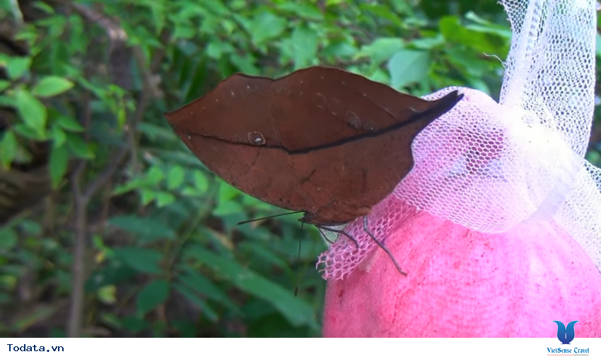 Hình ảnh vườn bướm Butterfly Garden ở Thái Lan Hình ảnh 11 Hình ảnh vườn bướm Butterfly Garden ở Thái Lan Hình ảnh 11