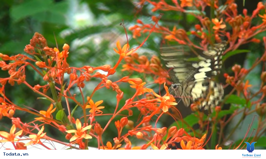 Hình ảnh vườn bướm Butterfly Garden ở Thái Lan Hình ảnh 12 Hình ảnh vườn bướm Butterfly Garden ở Thái Lan Hình ảnh 12