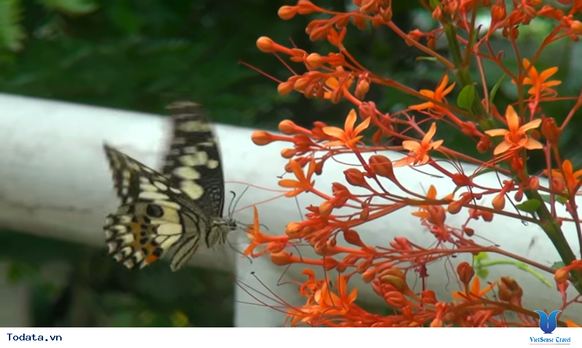 Hình ảnh vườn bướm Butterfly Garden ở Thái Lan Hình ảnh 8 Hình ảnh vườn bướm Butterfly Garden ở Thái Lan Hình ảnh 8