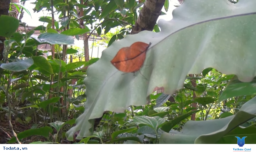 Hình ảnh vườn bướm Butterfly Garden ở Thái Lan Hình ảnh 3 Hình ảnh vườn bướm Butterfly Garden ở Thái Lan Hình ảnh 3