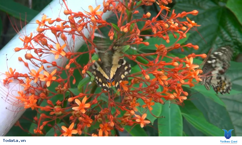 Hình ảnh vườn bướm Butterfly Garden ở Thái Lan Hình ảnh 18 Hình ảnh vườn bướm Butterfly Garden ở Thái Lan Hình ảnh 18