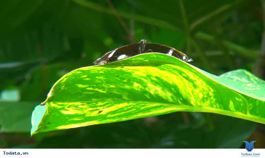 Hình ảnh vườn bướm Butterfly Garden ở Thái Lan Hình ảnh 1 Hình ảnh vườn bướm Butterfly Garden ở Thái Lan Hình ảnh 1