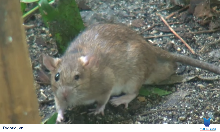 Hình ảnh vườn bướm Butterfly Garden ở Thái Lan Hình ảnh 15 Hình ảnh vườn bướm Butterfly Garden ở Thái Lan Hình ảnh 15