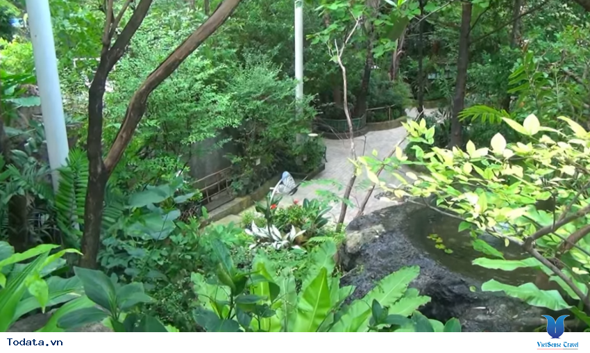 Hình ảnh vườn bướm Butterfly Garden ở Thái Lan Hình ảnh 20 Hình ảnh vườn bướm Butterfly Garden ở Thái Lan Hình ảnh 20