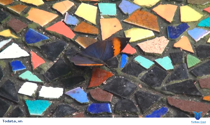 Hình ảnh vườn bướm Butterfly Garden ở Thái Lan Hình ảnh 4 Hình ảnh vườn bướm Butterfly Garden ở Thái Lan Hình ảnh 4