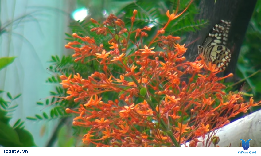 Hình ảnh vườn bướm Butterfly Garden ở Thái Lan Hình ảnh 2 Hình ảnh vườn bướm Butterfly Garden ở Thái Lan Hình ảnh 2