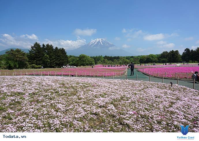Hoa Chi Anh Trên Núi Phú Sĩ Hình ảnh 3 Hoa Chi Anh Trên Núi Phú Sĩ Hình ảnh 3