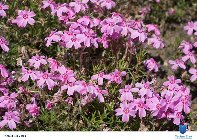 Hoa Chi Anh Trên Núi Phú Sĩ Hình ảnh 5 Hoa Chi Anh Trên Núi Phú Sĩ Hình ảnh 5