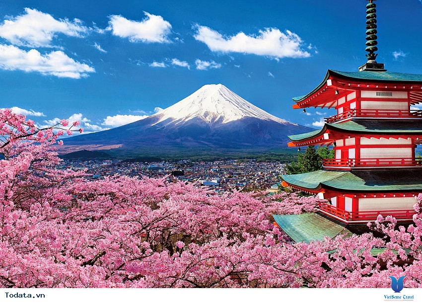 Hoa Chi Anh Trên Núi Phú Sĩ Hình ảnh 4 Hoa Chi Anh Trên Núi Phú Sĩ Hình ảnh 4