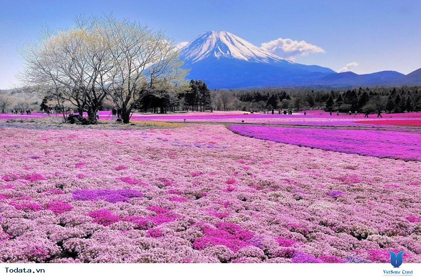 Hoa Chi Anh Trên Núi Phú Sĩ Hình ảnh 2 Hoa Chi Anh Trên Núi Phú Sĩ Hình ảnh 2
