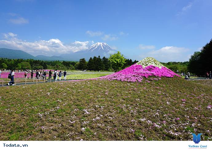 Hoa Chi Anh Trên Núi Phú Sĩ Hình ảnh 1 Hoa Chi Anh Trên Núi Phú Sĩ Hình ảnh 1