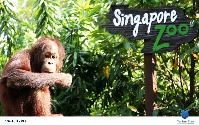 Hòa mình vào thiên nhiên hoàng dã ở Singapore Zoo Hình ảnh 1